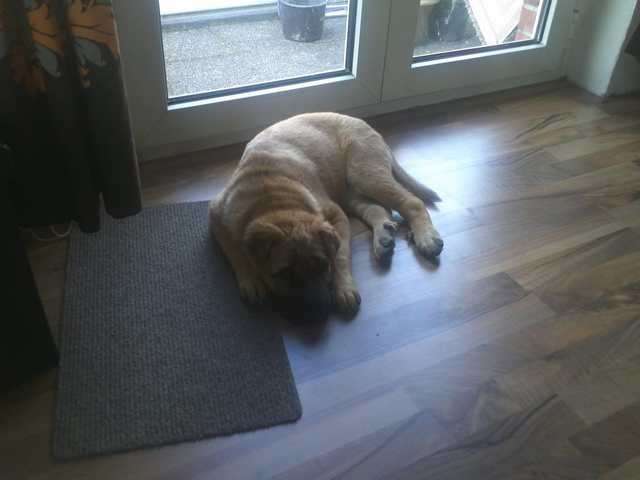süße Schaferhündin mix mit Shar pei
